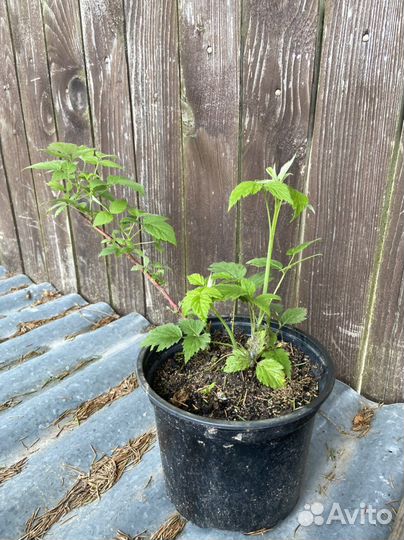 Кумберленд черная малина,саженец