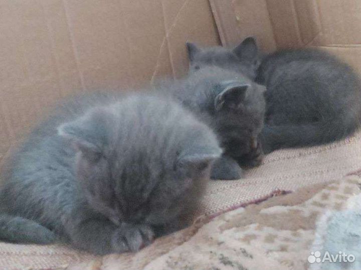 Британские котята