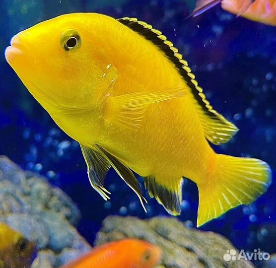 Яркие Малавийские Цихлиды