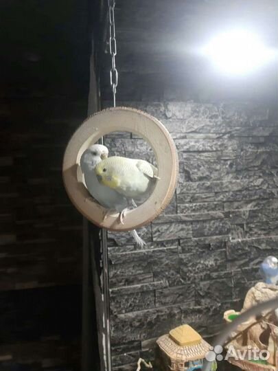 Волнистый попугай (сложенная пара радужных)