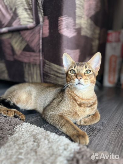 Абиссинский кот вязка
