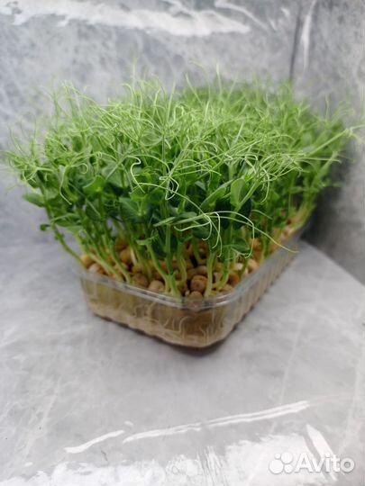 Микрозелень Горох и другие культуры