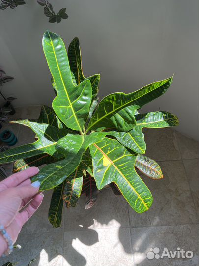 Кодиеум кротон