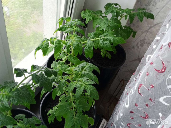 Рассада помидор черри