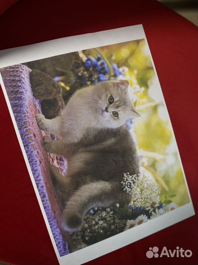 Мфу струйный Epson EcoTank L3210 цветная печать