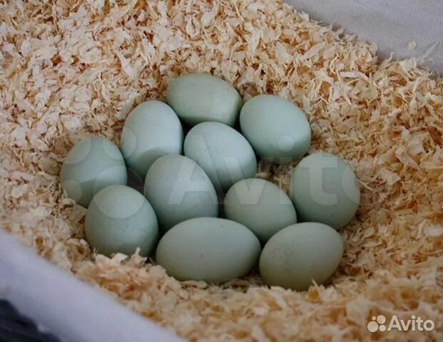 Яйцо инкубационное Ухейилюй