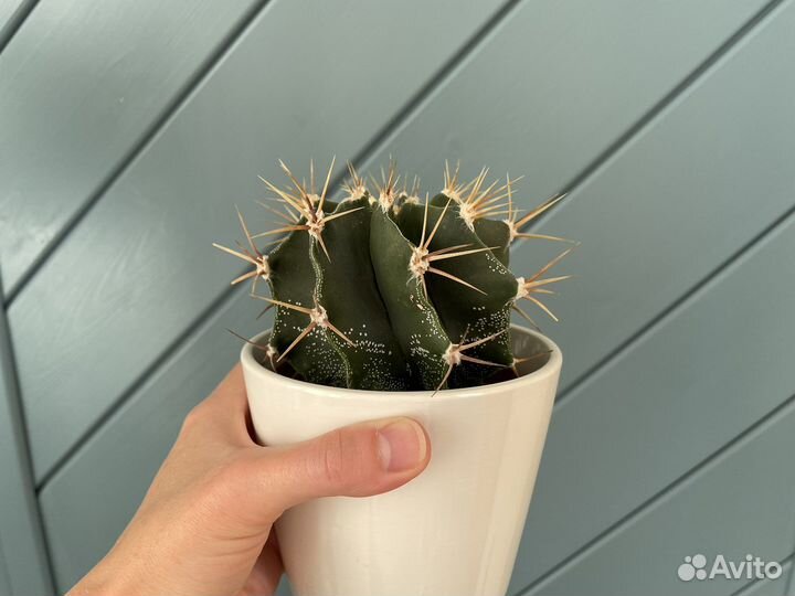 Кактусы /астрофитум, опунция