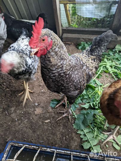 Молодые петухи