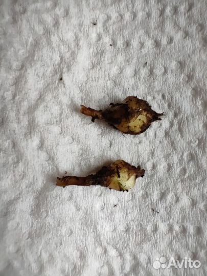 Алоказия бамбино пинк вариегатная