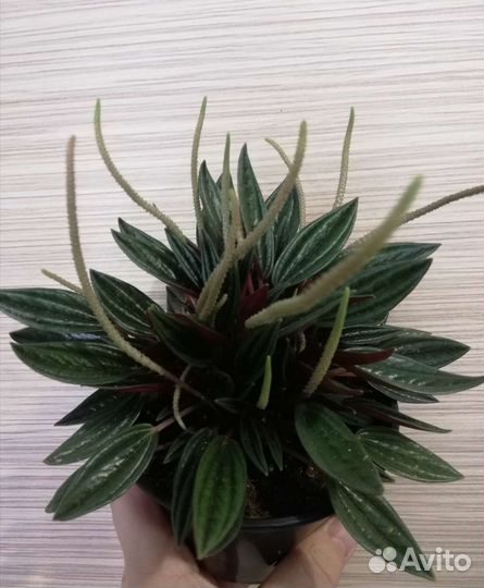 Комнатные цветы для Вас и Ваших близких