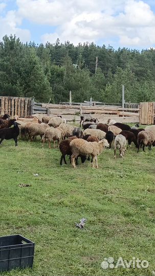 Овцы бараны ягнята