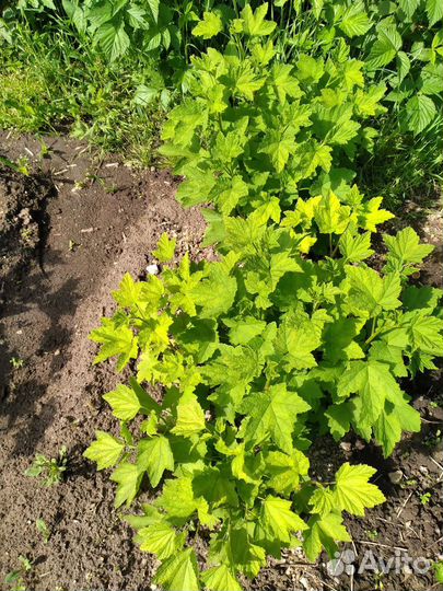 Саженцы смородины, пиретрум