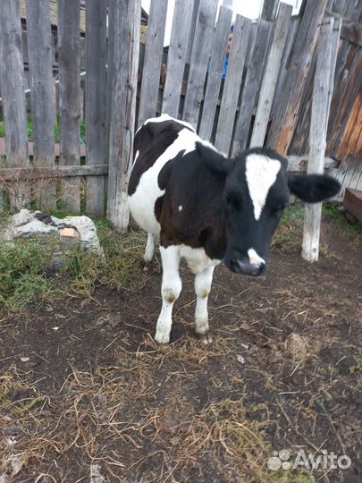 Телята телочки