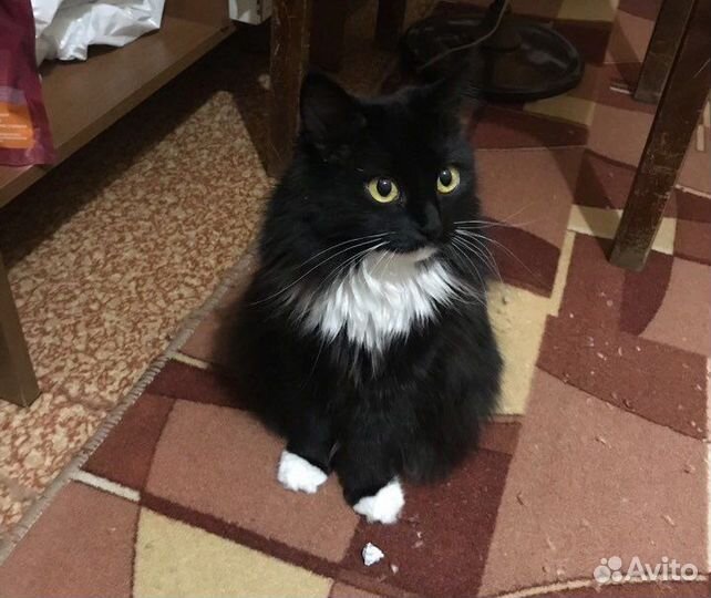 Кошки в добрые руки