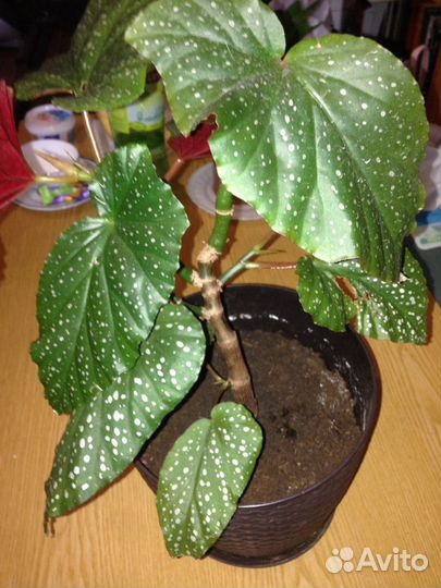 Бегония Люцерна