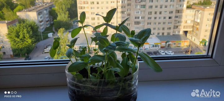 Рассада цветов