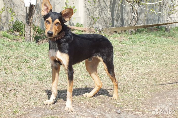 Ганс - настоящий друг