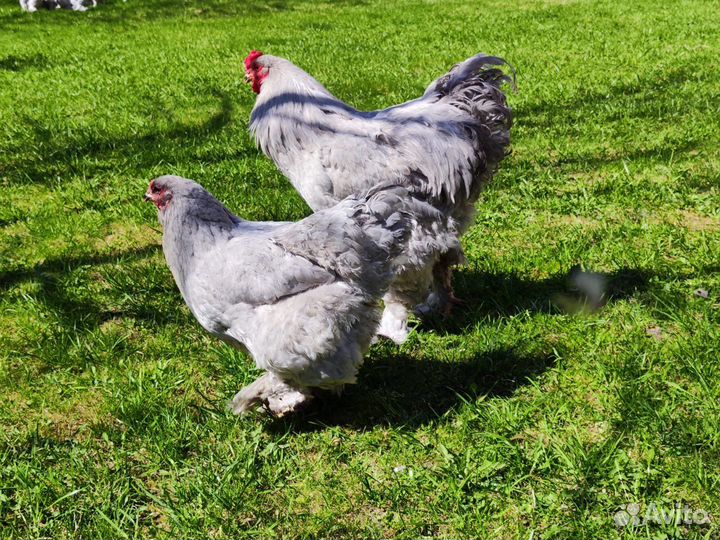 Петушки Брама Лаванда