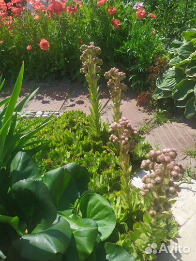 Молодило каменная роза