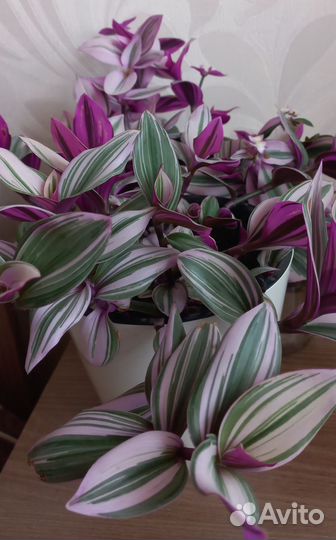 Традесканция нанук, тайская, сеткреазия, мята