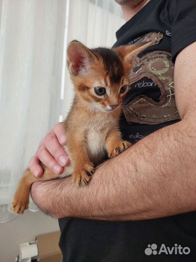 Абиссинская