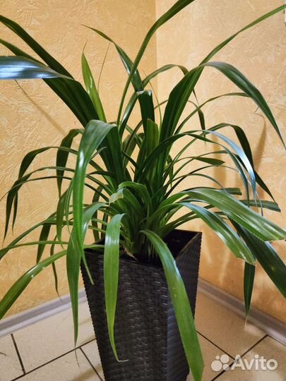 Панданус/винтовая пальма