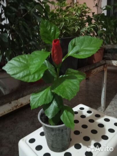 Гибискус китайская роза