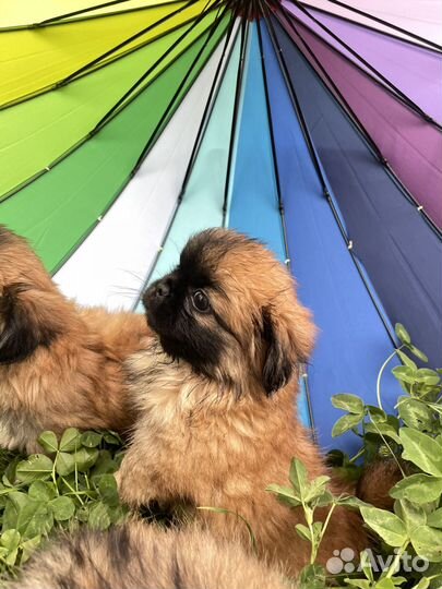 Щенки пекинеса