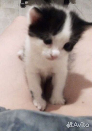 Котенок в Дар