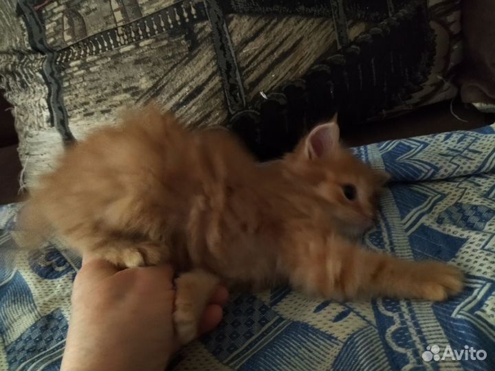 Рыжий котенок