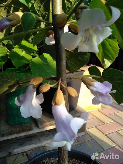 Павловния Shan Tong, зкс, можно высаживать и летом