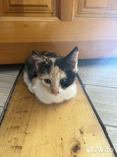 Кошки бесплатно
