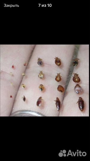 Дезинфектор Уничтожение / Тараканы/ Клопы/Плесень