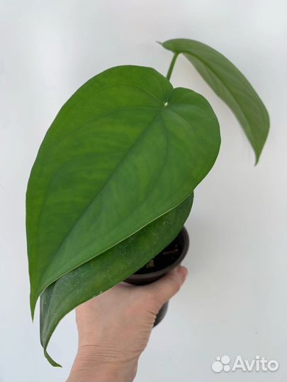 Сингониум в ассортименте часть 2