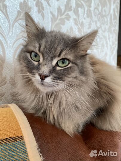 Отдаем кошечку в добрые руки )