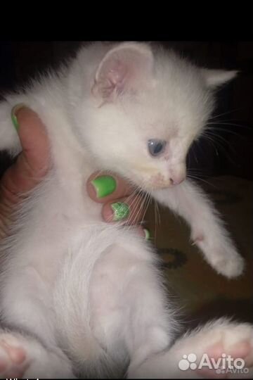 Белый котенок