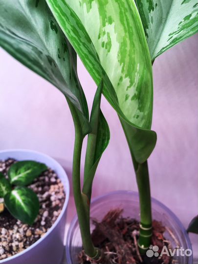 Аглаонема сильвер бей