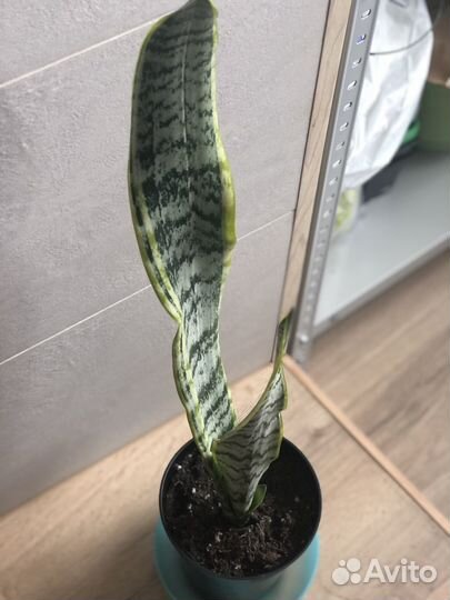 Сансевиерия Лауренти