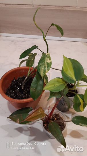 Филодендрон