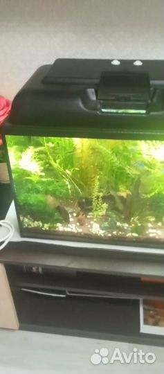 Аквариум с рыбками и принадлежностями