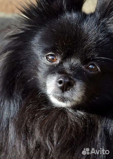 Вязка черный шпиц