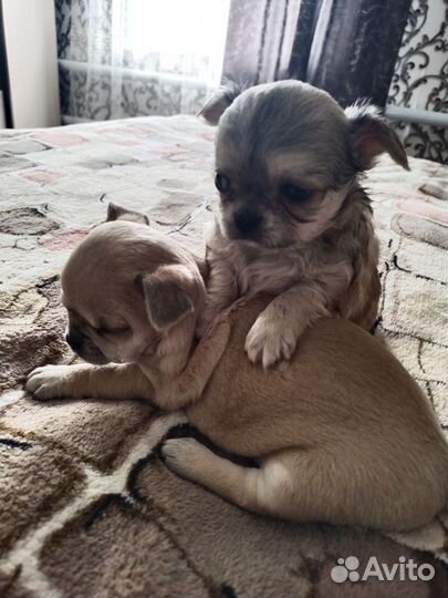 Щенки чихуахуа