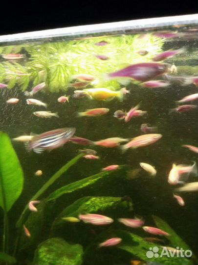 Аквариумные рыбы