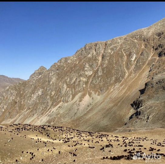 Экскурсии/Джиппинг