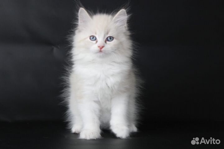 Невские маскарадные котята