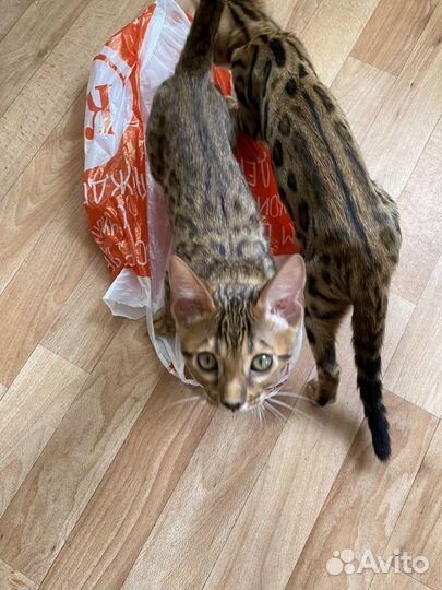 Бенгальские котята