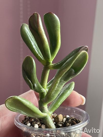 Крассула Рэд хорн три