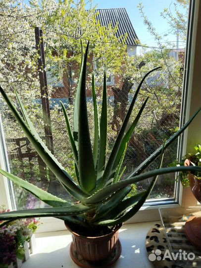 Алоэ и столетник