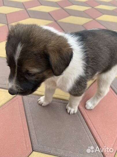 Собака (щенок)