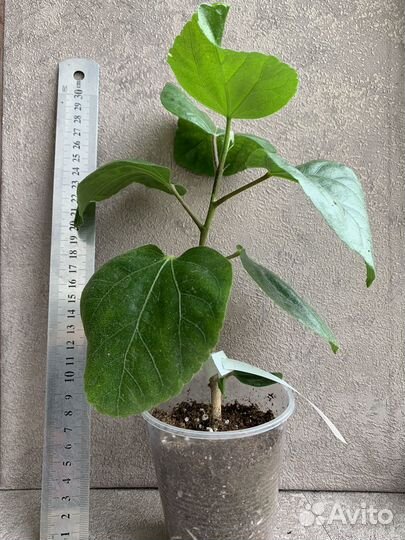 Сортовые гибискусы